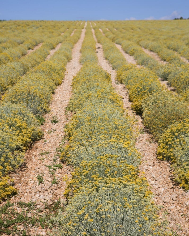seeding-of-essential-oils