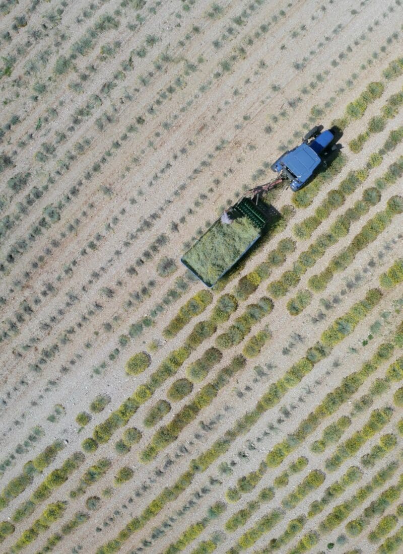 harvesting-essential-oils